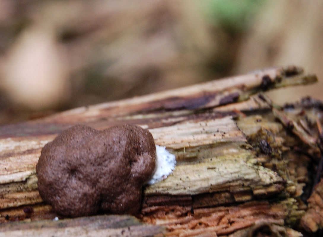 Mag ik dit een bruine kogelzwam noemen?